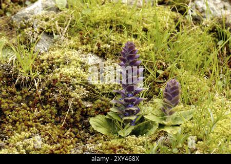 Gramsel Genovese en Autriche. Ajuga genevensis en Autriche Banque D'Images