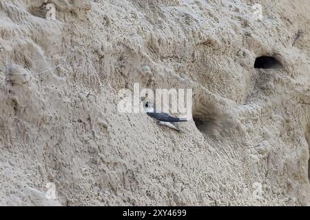 Le sable martin (Riparia riparia) oiseau également connu sous le nom de l'hirondelle de la banque (dans les Amériques), sable à collerette martin, ou sable commun martin, oiseau creusant nes Banque D'Images