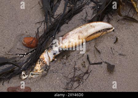 Griffe de Knieper (crabe) sur la plage de Heligoland Banque D'Images