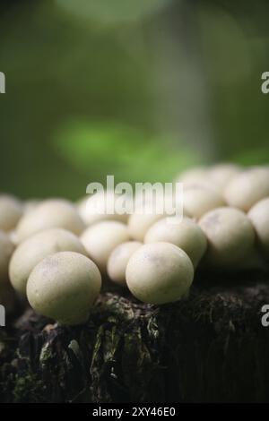 Ces champignons non comestibles poussent généralement en grandes quantités sur du bois pourri Banque D'Images