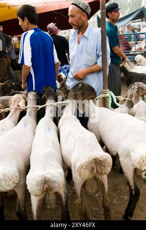 Uyghur avec leurs moutons et leurs bovins sur un grand marché hebdomadaire local de bétail dans la banlieue de Kashgar, Xinjiang, Chine. Banque D'Images