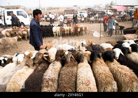 Uyghur avec leurs moutons et leurs bovins sur un grand marché hebdomadaire local de bétail dans la banlieue de Kashgar, Xinjiang, Chine. Banque D'Images