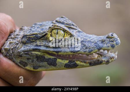 Gros plan d'un bébé crocodile aux dents acérées et aux yeux brillants, Rainforest, BOLIVIE en septembre 2015 Banque D'Images