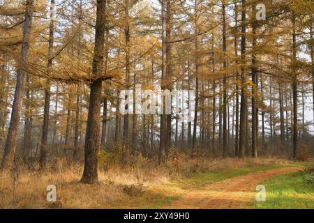 Forêt de mélèzes jaunes en automne Banque D'Images