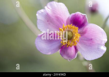 Gros plan d'une anémone d'automne rose pâle avec Lensbaby Banque D'Images