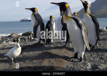 Le manchot royal (Aptenodytes patagonica) et une sheathbill enneigé (Chionis alba), Gold Harbour, la Géorgie du Sud Banque D'Images