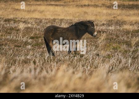 Un poney Exmoor, vu sur Porlock Hill dans le Somerset, England, UK Banque D'Images