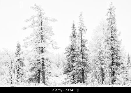 Arbres matures, réserve naturelle de Stubba, site du patrimoine mondial de Laponie, Norrbotten, Laponie, Suède, novembre 2013, Europe Banque D'Images