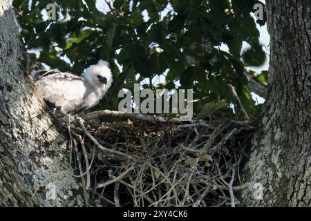 4 mois Harpy Eagle poussin, Harpia harpyja, dans le nid, Alta Floresta, Amazone, Brésil, Amérique du Sud Banque D'Images