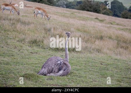 Ostrich commun observant un troupeau d'Antelope de Lechwe rouge qui broutage Banque D'Images