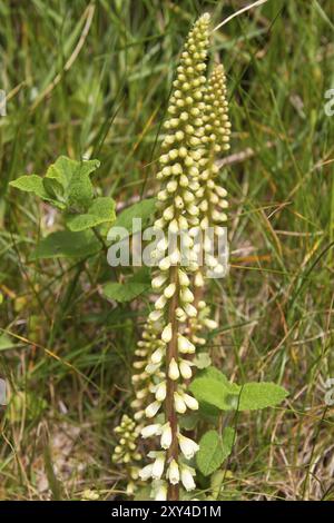 Ombilicus rupestris (ombilicus rupestris) Banque D'Images