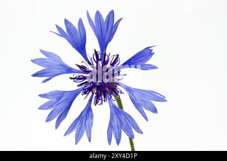 Bleuet en fleurs (Centaurea cyanus), isolé Banque D'Images