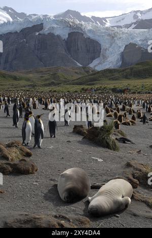 Manchots royaux et un jeune éléphant de mer, montagnes et glaciers, Gold Harbour, la Géorgie du Sud Banque D'Images