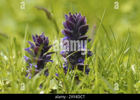 Gramsel Genovese en Autriche. Ajuga genevensis en Autriche Banque D'Images