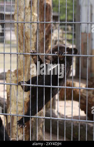 Collier ours, grimpant sur les barres de la cage Banque D'Images