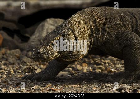 Un dragon de komodo, carnivore féroce et prédateur, cherche à prier tôt le matin Banque D'Images