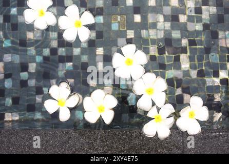 Belles fleurs de frangipanier tropical natation dans la piscine avec l'eau bleue Banque D'Images