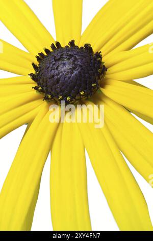 Cailloir jaune (Rudbeckia), facultatif Banque D'Images