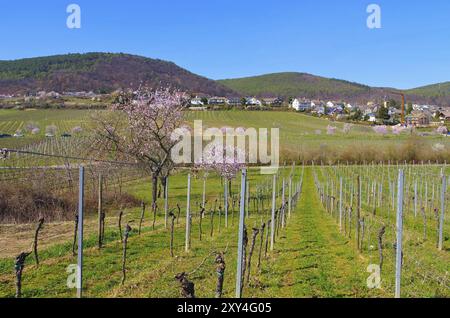 Landschaft rund um Gimmeldingen waehrend der Mandelbluete im Fruehling, paysage autour de Gimmeldingen pendant la floraison des amandiers au printemps, Allemagne, UE Banque D'Images