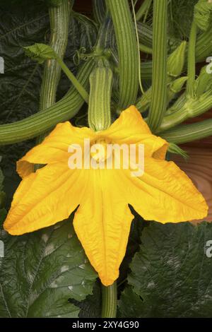 Fleur de courgette, gros plan Banque D'Images