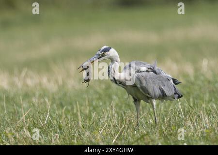 Héron gris (Ardea cinerea) dans un pré, tenant une souris piégée dans son bec, Hesse, Allemagne, Europe Banque D'Images