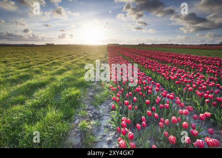 Soleil sur le champ de tulipes rouges et pâturage d'herbe verte Banque D'Images