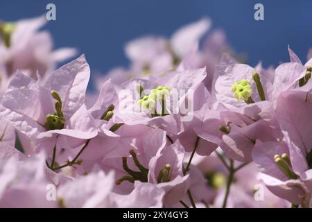 Belles fleurs de bougainvilliers sur fond de ciel bleu Banque D'Images