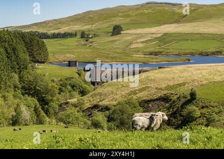 Moutons dans une prairie et le réservoir Dinas, près de Ponterwyd Dyfed, Ceredigion, pays de Galles, Royaume-Uni Banque D'Images