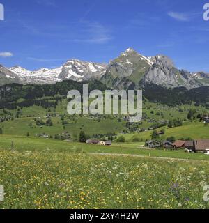 Prairie avec fleurs sauvages et chaîne Alpstein, Suisse, Europe Banque D'Images