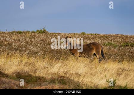 Un poney Exmoor, vu sur Porlock Hill dans le Somerset, England, UK Banque D'Images