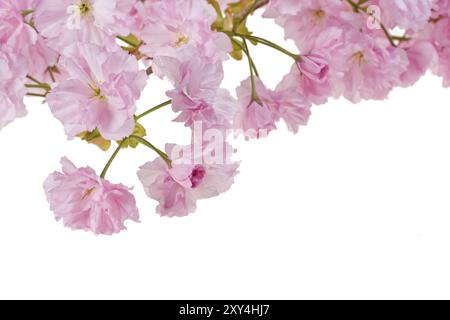 Fleurs de cerisier rose sur fond blanc Banque D'Images