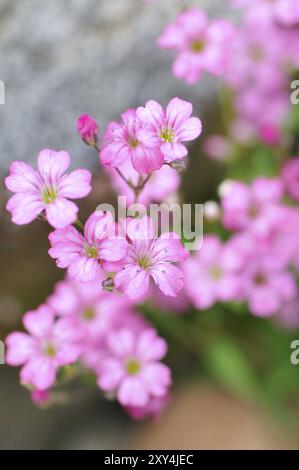 Fleurs de la naine gypsophila.macro de Gypsophila repens Banque D'Images