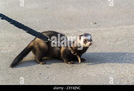 Polecat foncé avec un col en laisse pour une promenade Banque D'Images