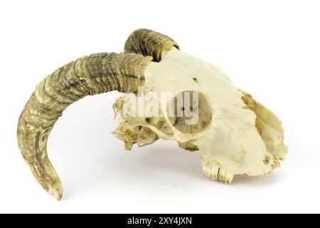 Crâne de mouton avec longues cornes courdées isolées sur fond blanc Banque D'Images