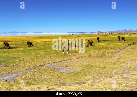 Les lamas paître dans le champ sur les rives du Salar de Uyuni au village de Coqueza en Bolivie Banque D'Images