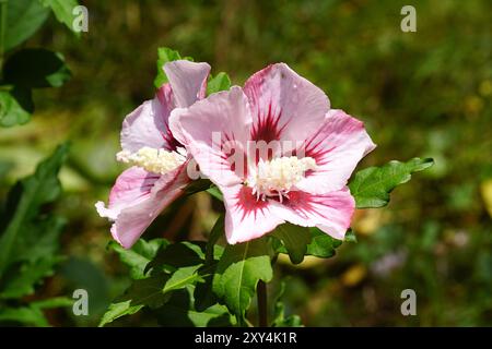 Fleurs de mauve rose (Hibiscus syriacus), famille des mauves (Malvaceae). L'été dans un jardin hollandais. Août. Banque D'Images