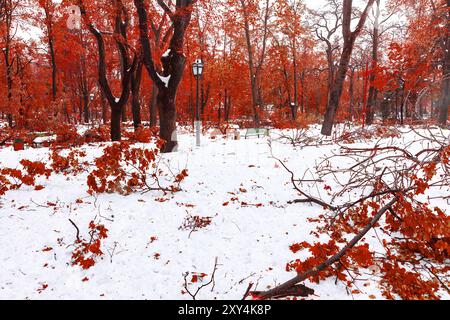 Parc enneigé avec arbres rouges vibrants. Les arbres sont avec des feuilles d'automne et le sol est couvert de neige Banque D'Images