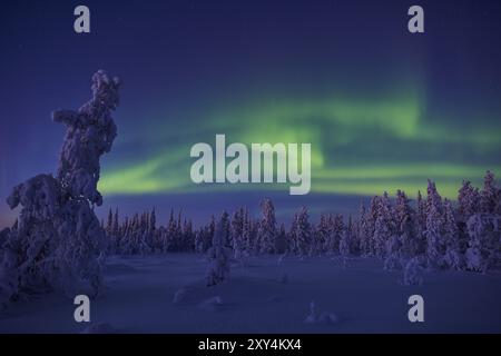 Aurores boréales (Aurora borealis), réserve naturelle de Stubba, site du patrimoine mondial de Laponie, Norrbotten, Laponie, Suède, décembre 2014, Europe Banque D'Images