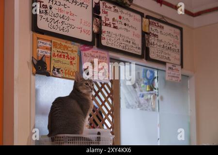 Tokyo, Japon, 19 décembre 2014 : chats assis à un comptoir dans un café japonais pour chats, en Asie Banque D'Images