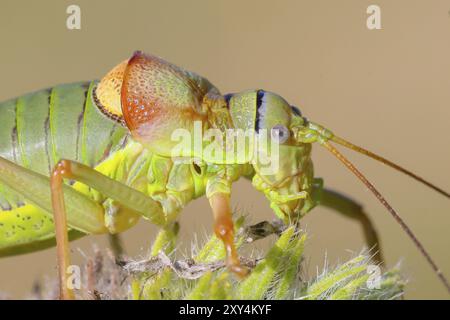 Sauterelle à selle de steppe, cricket de brousse à dos de selle (Ephippiger ephippiger), portrait, mâle, sauterelle à pieds longs, liste rouge de l'Allemagne, spécialement Banque D'Images