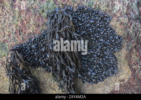 Algues et moules sur un rocher, Lofoten, Nordland, Norvège, mars 2015, Europe Banque D'Images