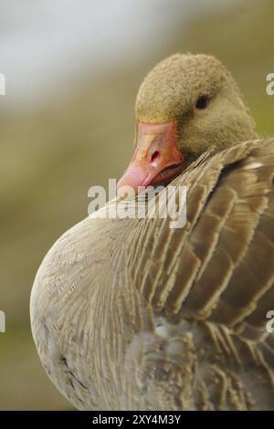Portrait d'une oie de Greylag. Portrait d'une oie de Greylag Banque D'Images