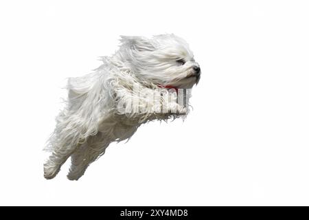 Chien pedigree blanc à poil long (Havanais) mouches tendues dans les airs avec une écharpe rouge. Relâché sur un fond blanc Banque D'Images