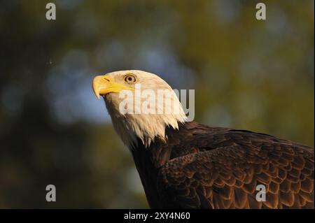 Portrait d'un jeune aigle à tête blanche Portrait d'un jeune aigle à tête blanche. De jeunes aigles à tête blanche observèrent une mouche. Jeune aigle chauve, observant une mouche Banque D'Images