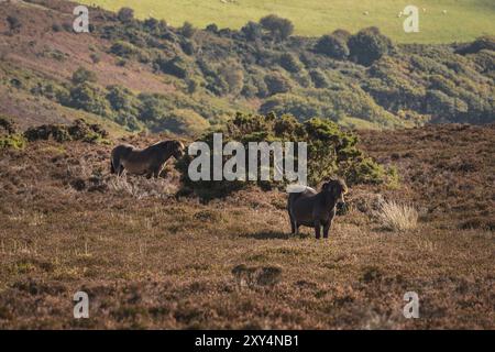 Un poney Exmoor, vu sur Porlock Hill dans le Somerset, England, UK Banque D'Images