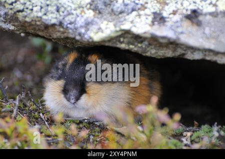 Lemming de montagne en Suède. Montagne Lemming en Suède Banque D'Images