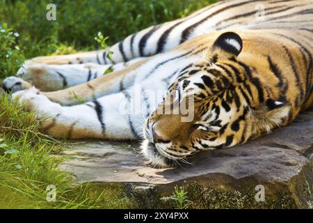 Tigre de Sibérie endormi Banque D'Images