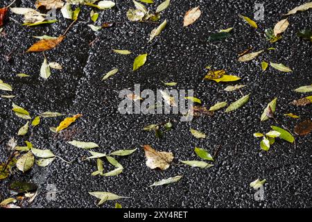Les feuilles de frêne tombées reposent sur un sol urbain humide. Fond d'automne Banque D'Images
