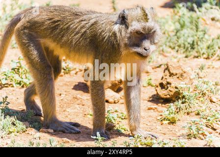 Petit singe, Espagne, Europe Banque D'Images