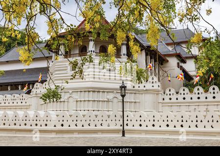 Temple de la relique de la dent sacrée et des fleurs jaunes à Kandy, Sri Lanka, Asie Banque D'Images